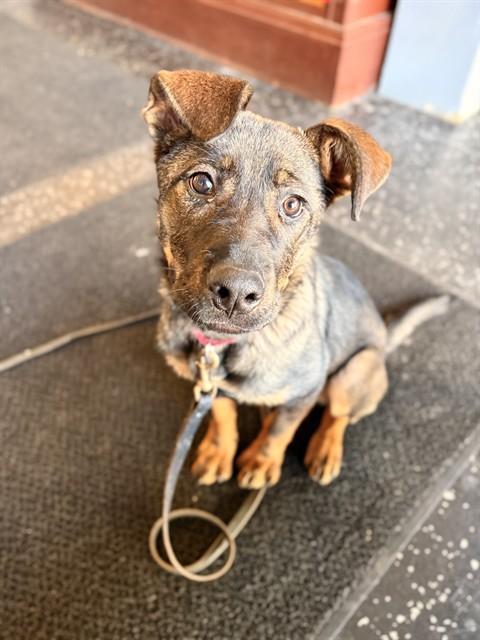 LABUBU, Adoptable, Puppy Female German Shepherd Dog.