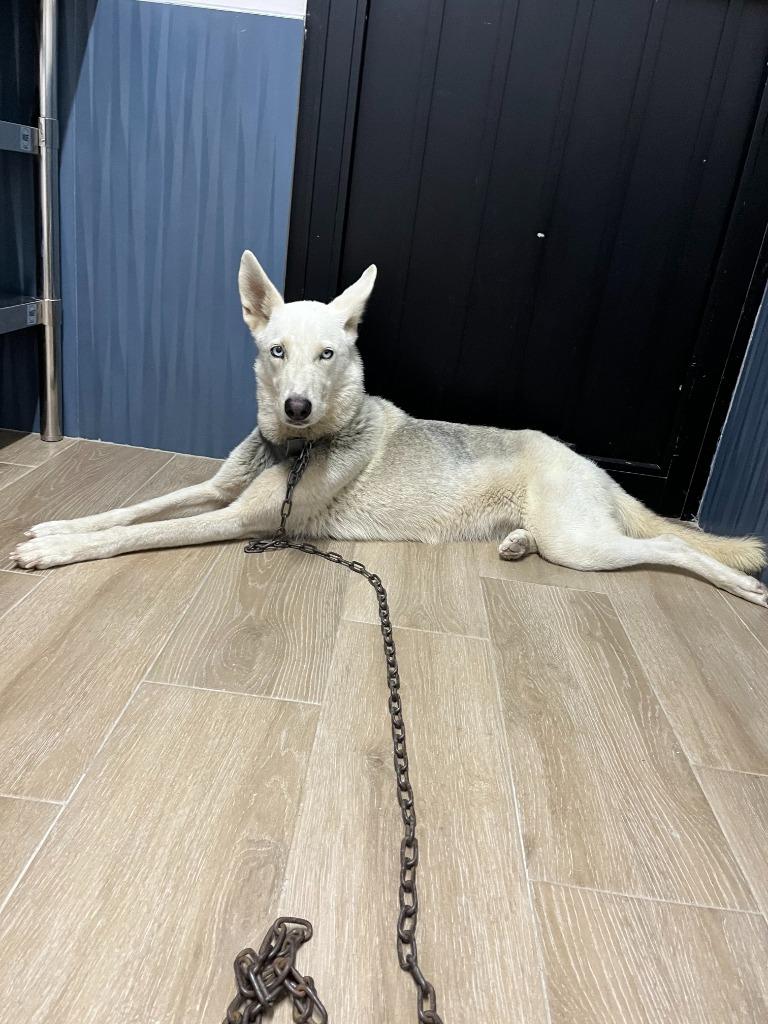 Skye, Adopted, Young Female Husky.