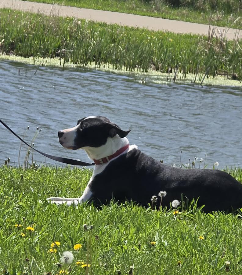 Mike, Adoptable, Young Male Mixed Breed.