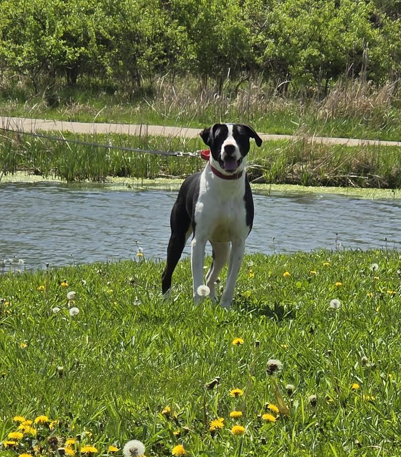 Mike, a Adoptable Mixed Breed image 2/3