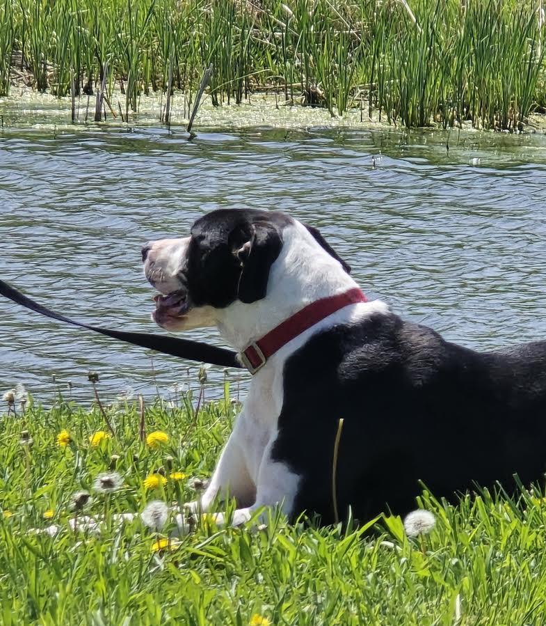 Mike, a Adoptable Mixed Breed image 3/3