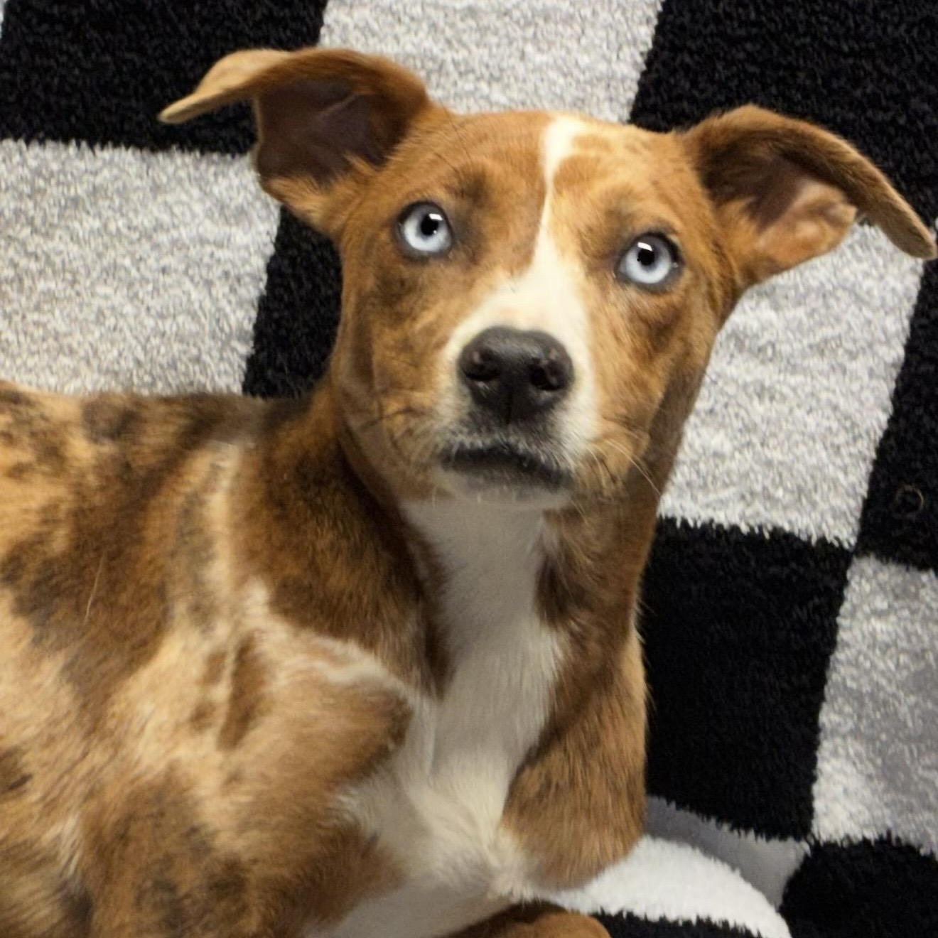 Enlarge Ruby , a ADOPTABLE mixed breed in Pelham, NH image 4/6