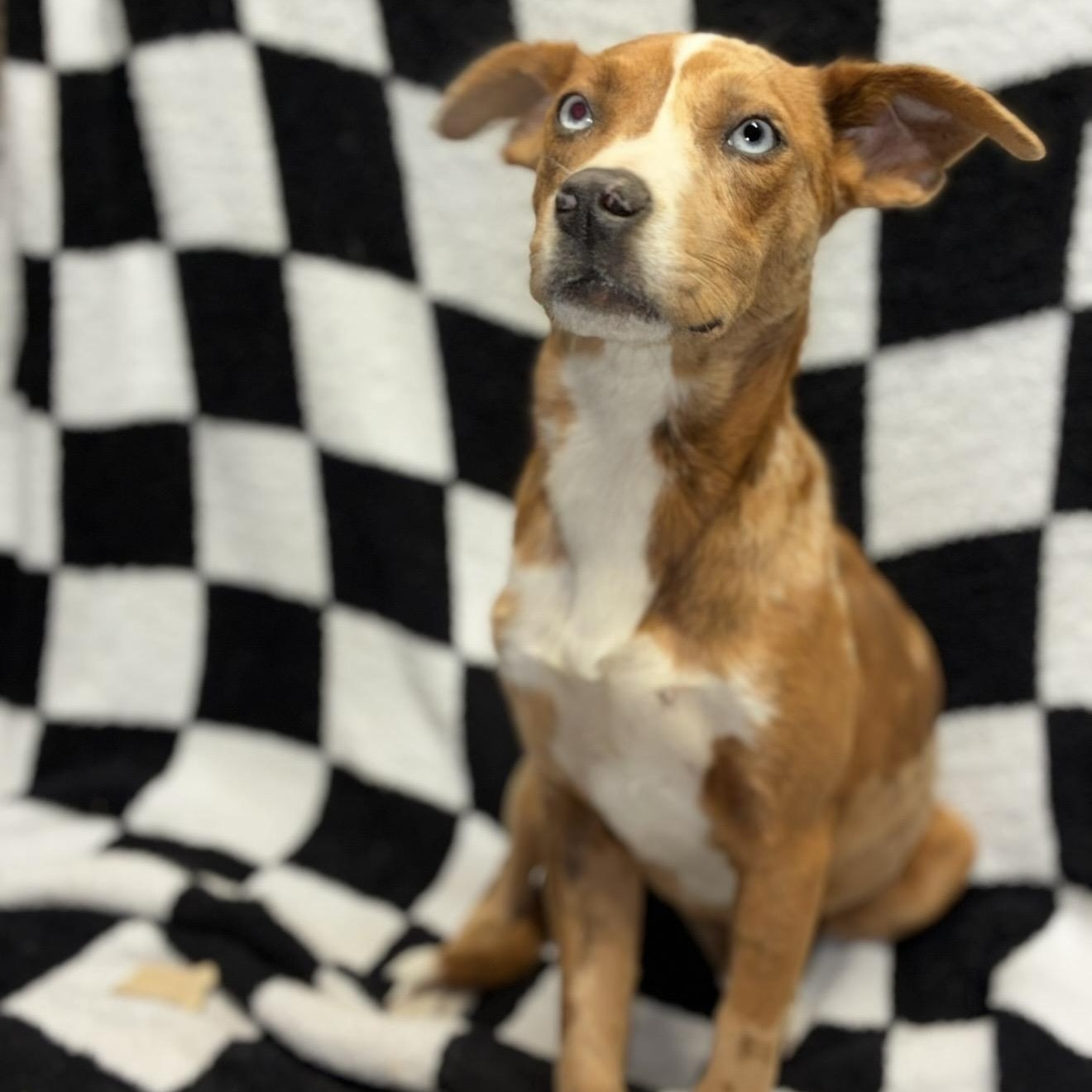 Ruby , ADOPTABLE, Puppy Female Mixed Breed & Catahoula Leopard Dog.