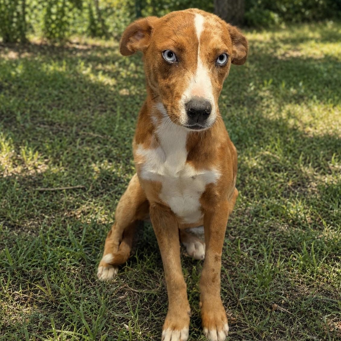 Enlarge Ruby , a ADOPTABLE mixed breed in Pelham, NH image 3/6