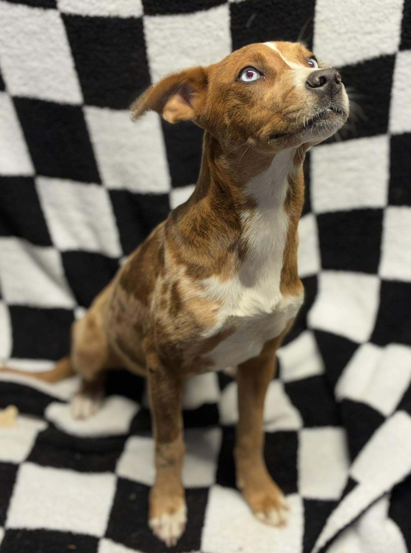Enlarge Ruby , a ADOPTABLE mixed breed in Pelham, NH image 6/6
