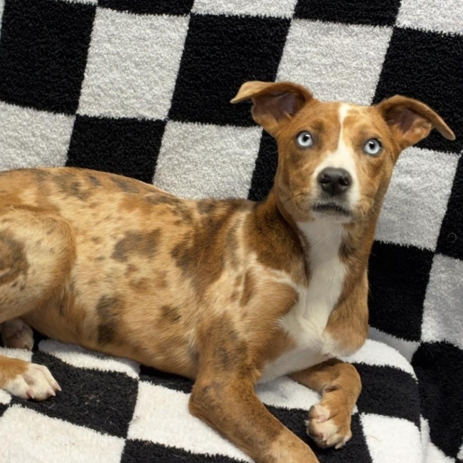 Enlarge Ruby , a ADOPTABLE mixed breed in Pelham, NH image 5/6