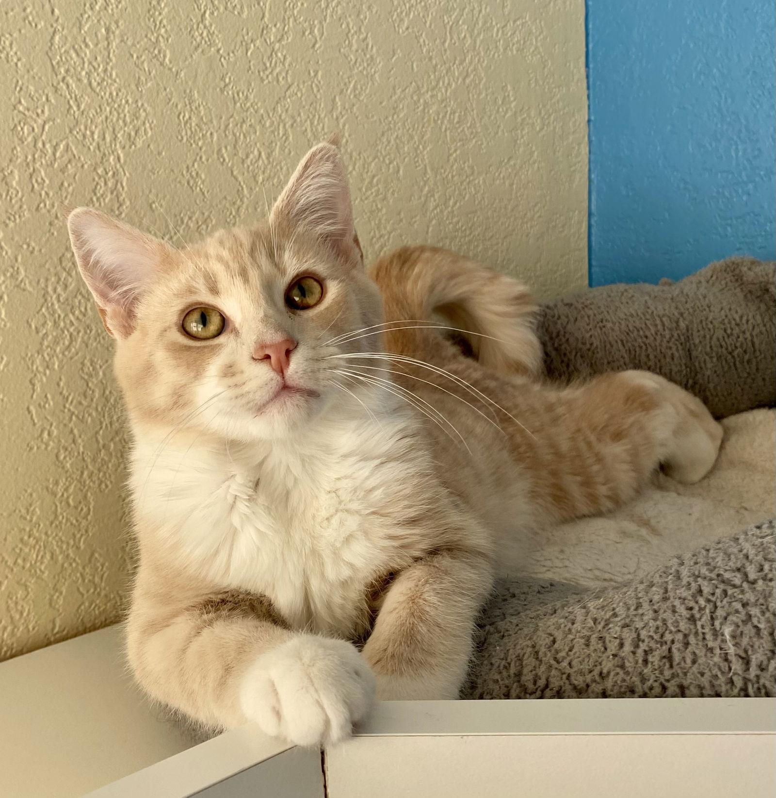 Enlarge Acorn, a Adoptable Domestic Short Hair in Fargo, ND image 1/2