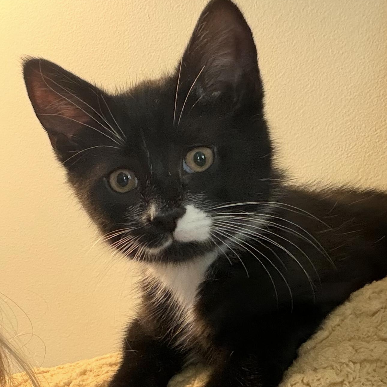 Rory, adopted, Kitten Male Domestic Short Hair.