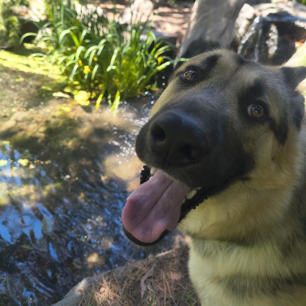 Pancake, Adoptable, Young Male German Shepherd Dog.