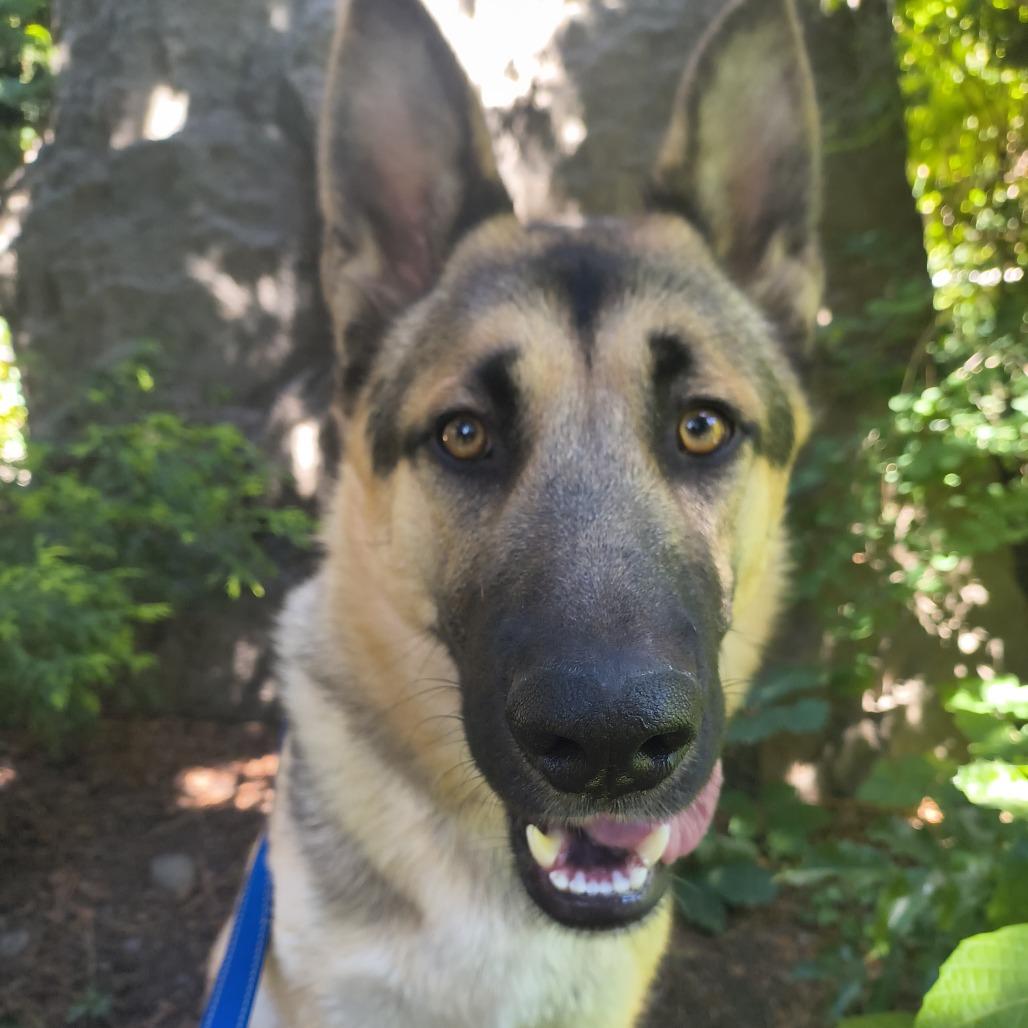 Pancake, a Adoptable German Shepherd Dog in Othello, WA image 2/6