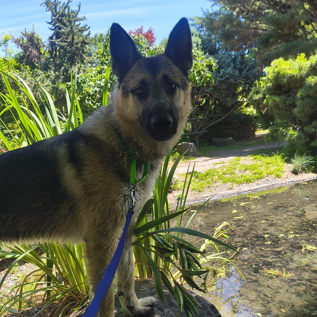 Pancake, a Adoptable German Shepherd Dog in Othello, WA image 3/6