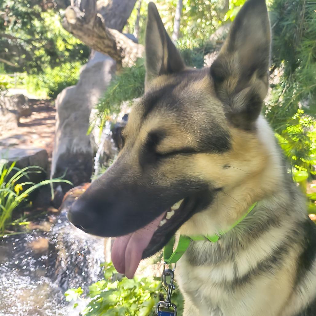 Pancake, a Adoptable German Shepherd Dog in Othello, WA image 4/6