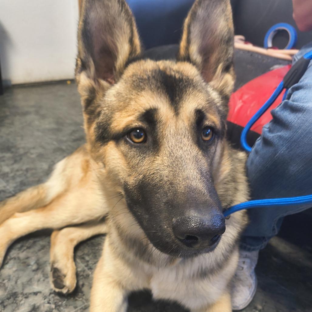 Pancake, a Adoptable German Shepherd Dog in Othello, WA image 5/6