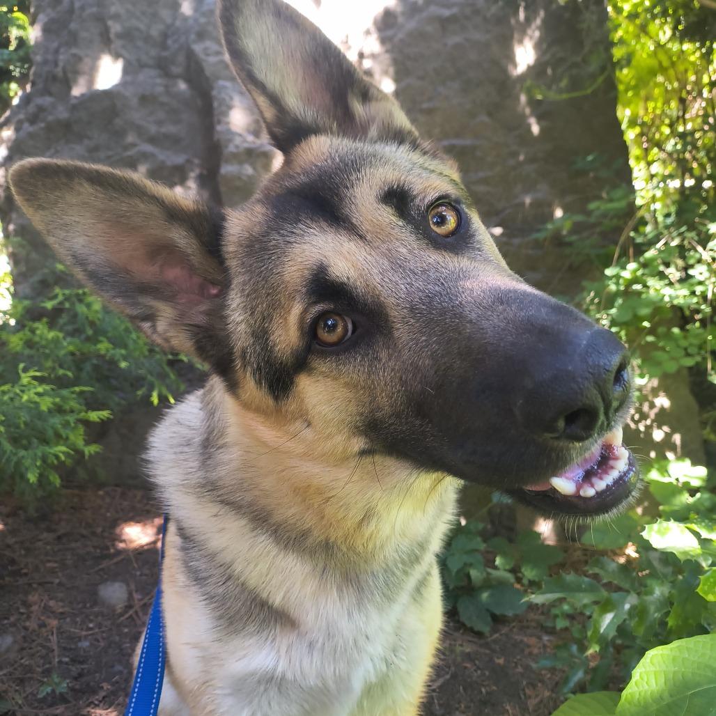 Pancake, a Adoptable German Shepherd Dog in Othello, WA image 6/6