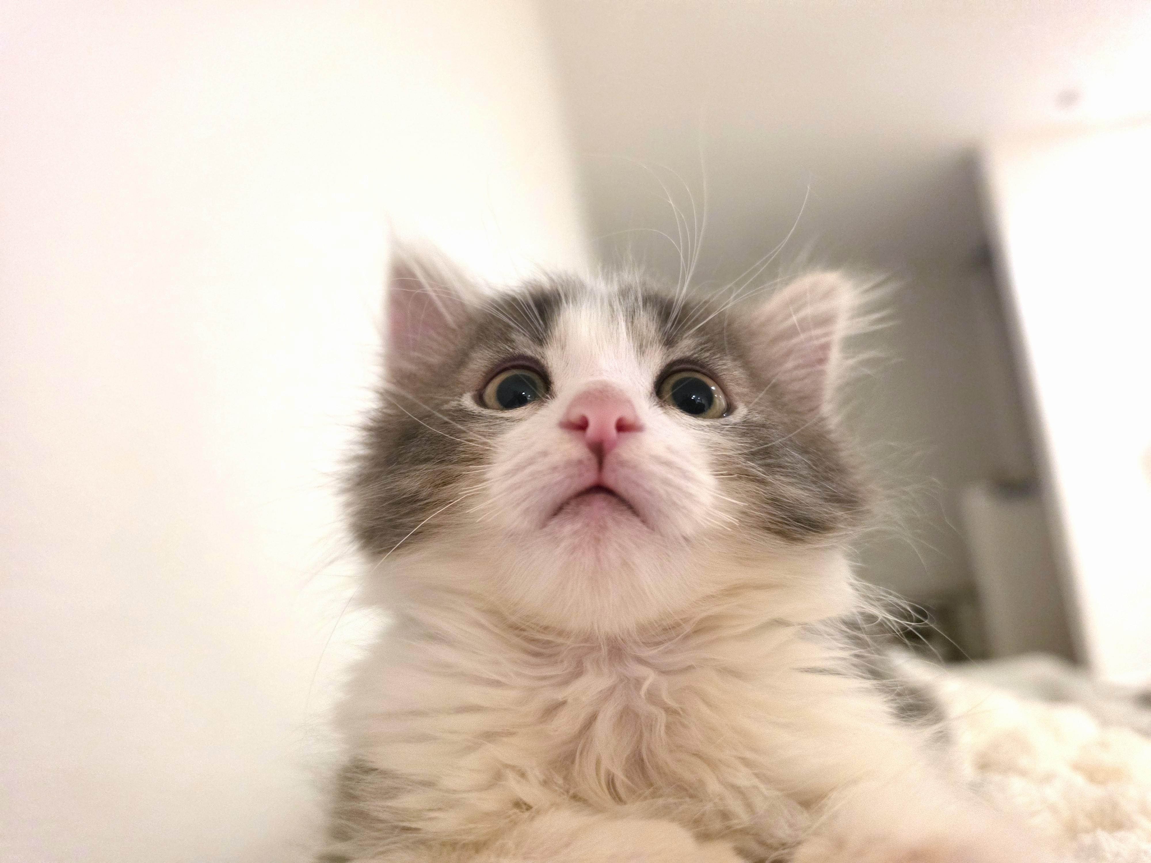Barney, an adopted Domestic Long Hair in Yorba Linda, CA image 3/6