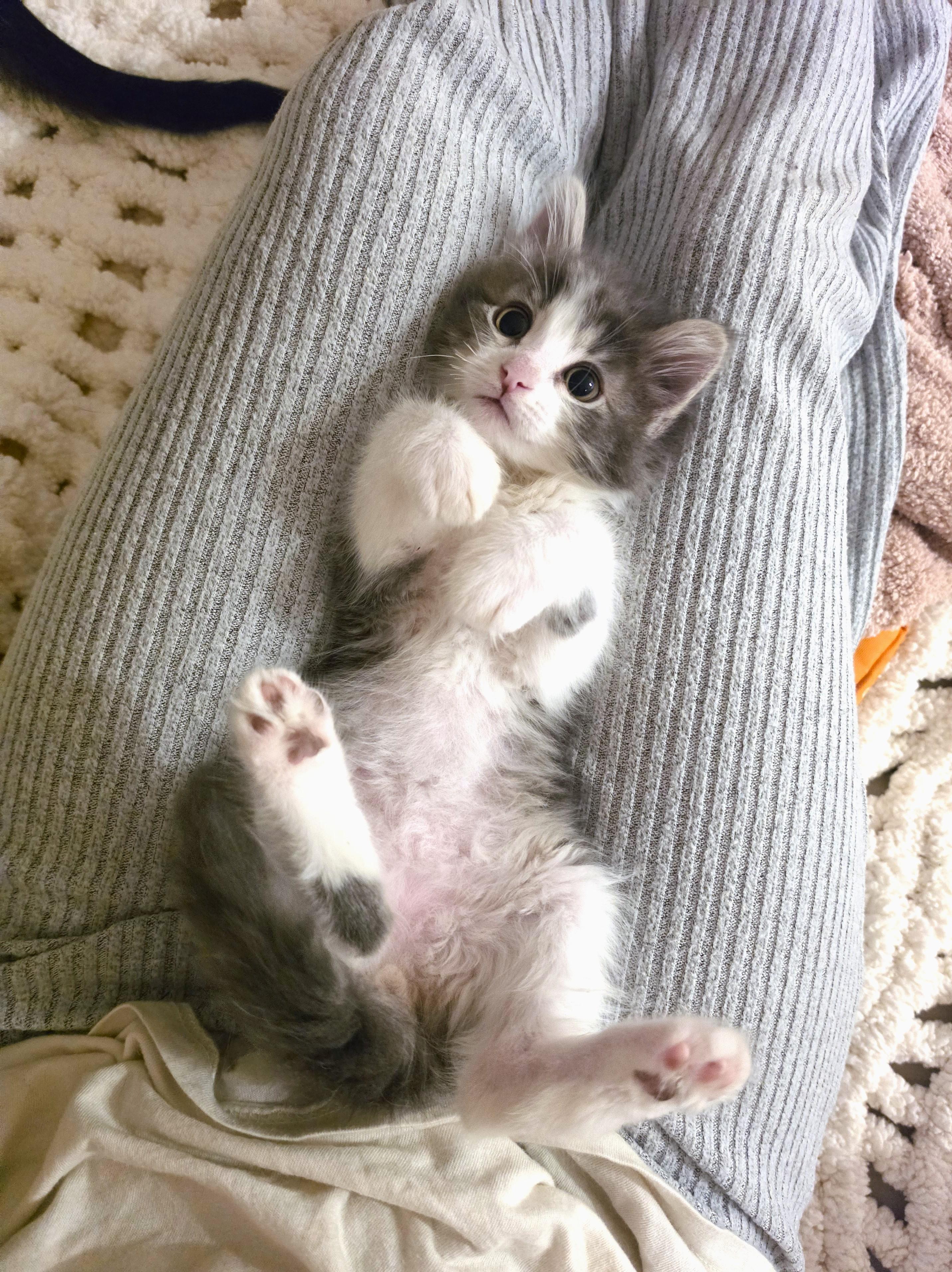 Barney, an adopted Domestic Long Hair in Yorba Linda, CA image 2/6