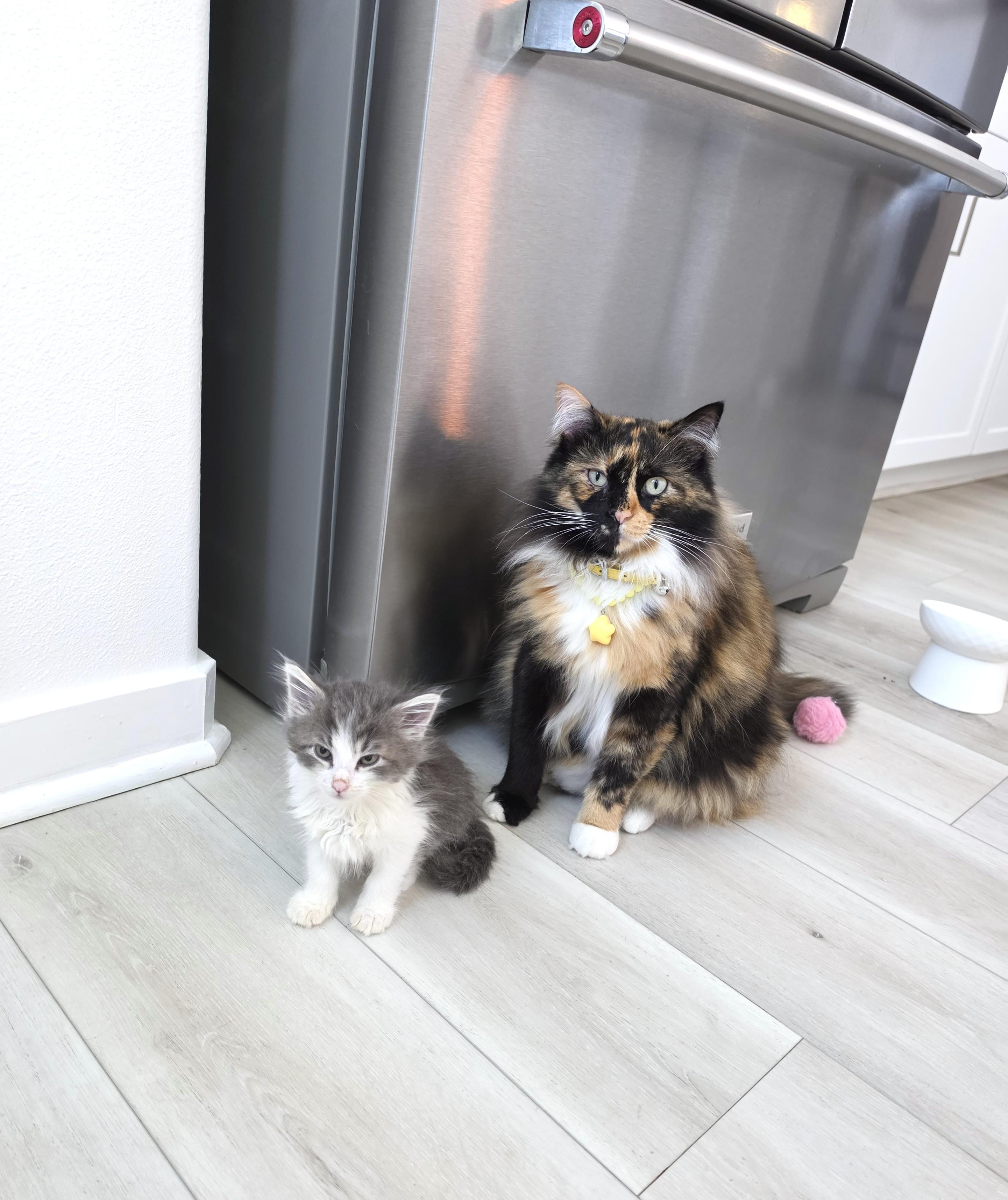 Barney, an adopted Domestic Long Hair in Yorba Linda, CA image 5/6