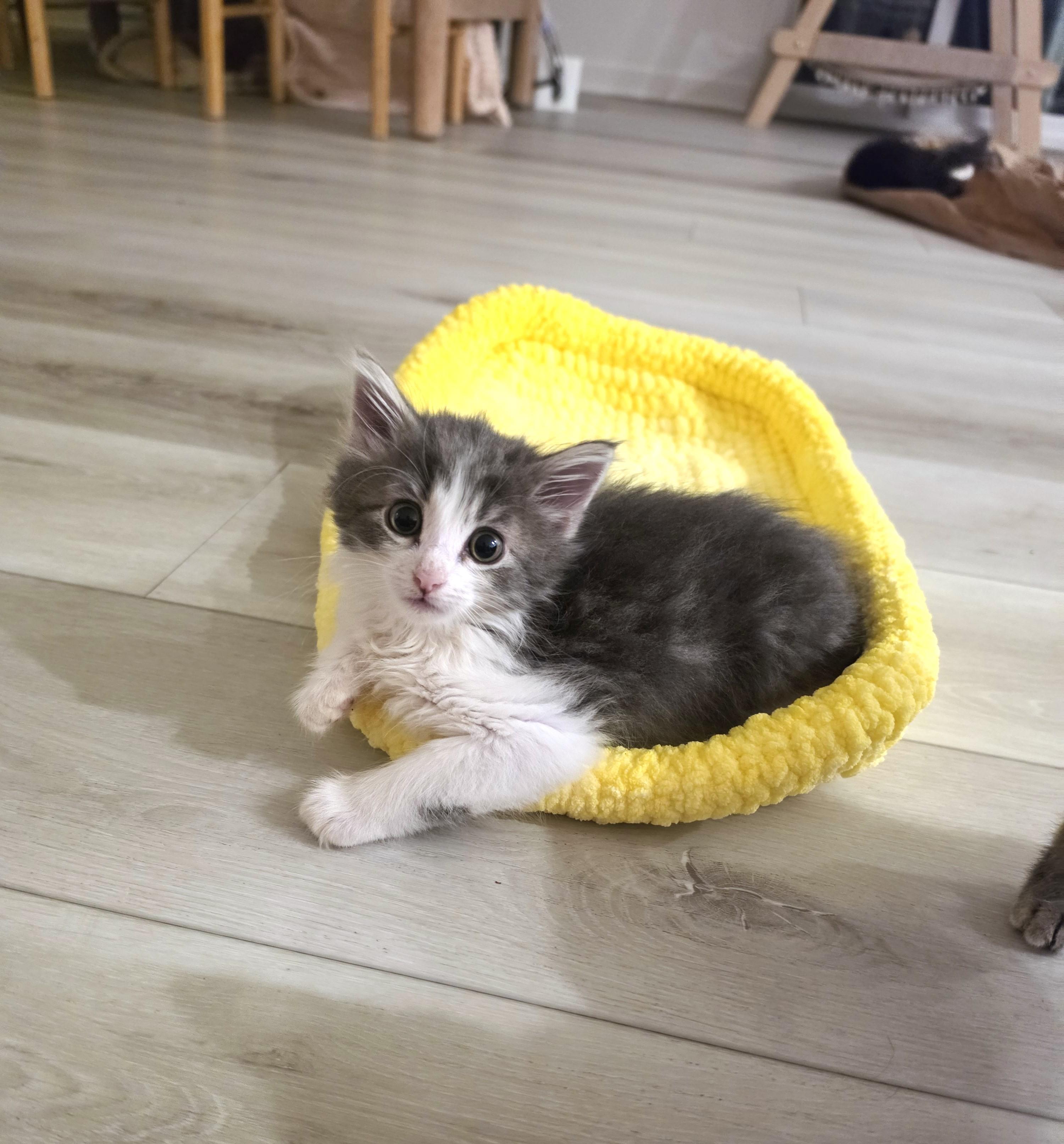 Barney, an adopted Domestic Long Hair in Yorba Linda, CA image 4/6