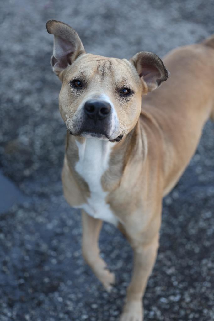 Tyrone, Adoptable, Young Male Pit Bull Terrier & Mixed Breed.