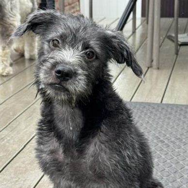 Pickles, adopted, Puppy Female Shih Tzu & Chihuahua.