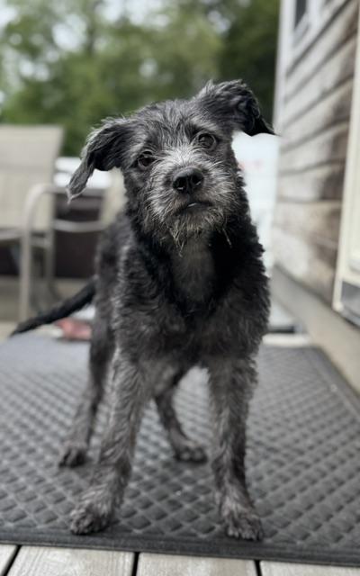 Pickles, an adopted mixed breed in Albany, NY image 3/5