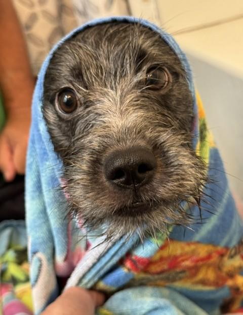 Pickles, an adopted mixed breed in Albany, NY image 4/5