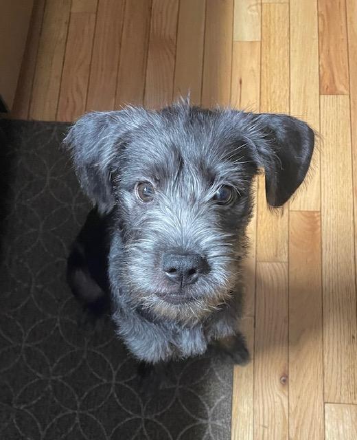 Pickles, an adopted mixed breed in Albany, NY image 5/5
