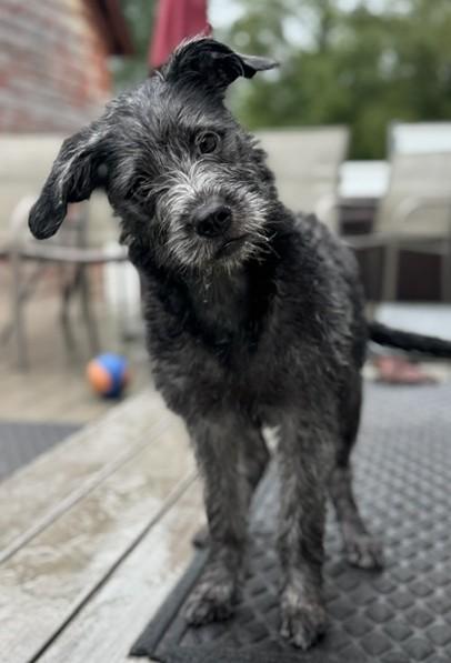 Pickles, an adopted mixed breed in Albany, NY image 2/5
