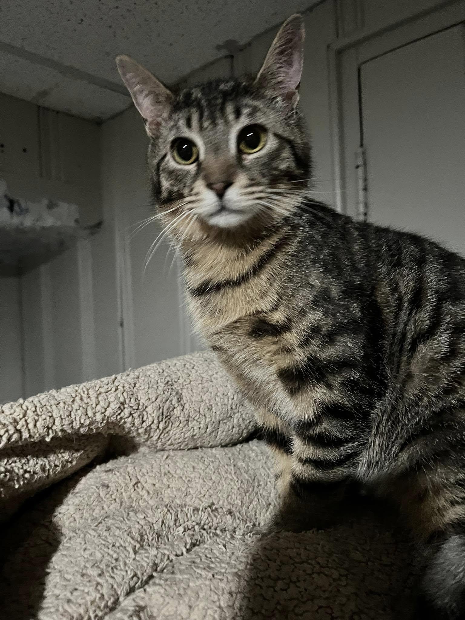 Enlarge Pitch, a Adoptable Domestic Short Hair in Cleveland, OH image 4/6