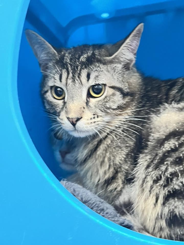 Enlarge Pitch, a Adoptable Domestic Short Hair in Cleveland, OH image 3/6