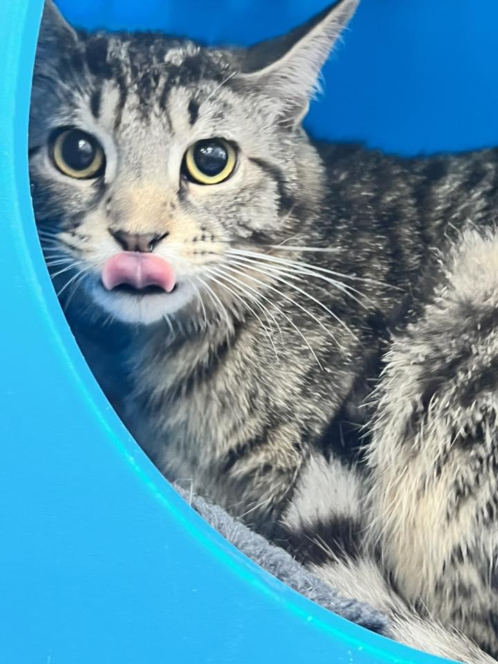 Pitch, Adoptable, Young Male Domestic Short Hair.