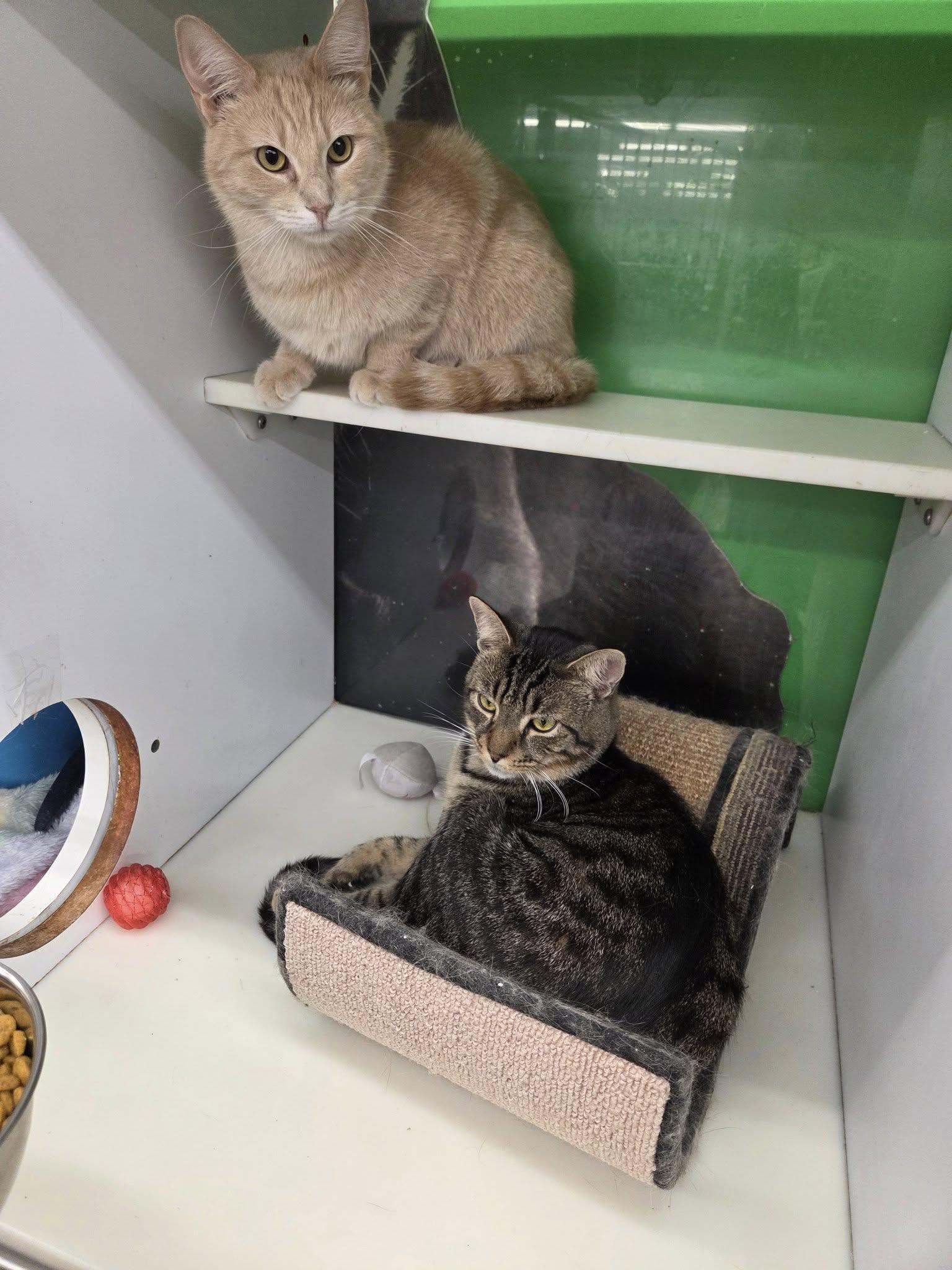 Enlarge Pitch, a Adoptable Domestic Short Hair in Cleveland, OH image 2/6