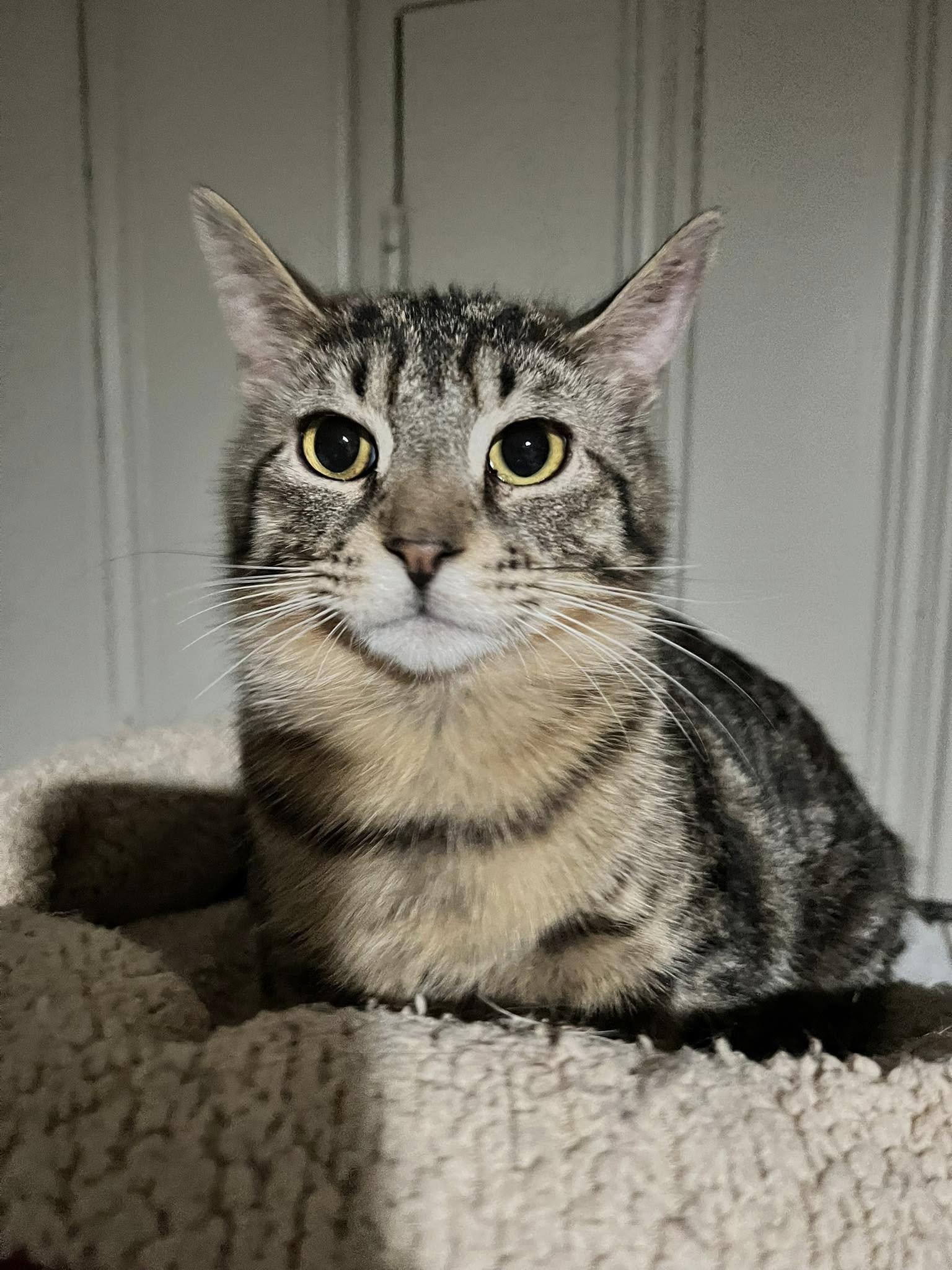 Enlarge Pitch, a Adoptable Domestic Short Hair in Cleveland, OH image 5/6