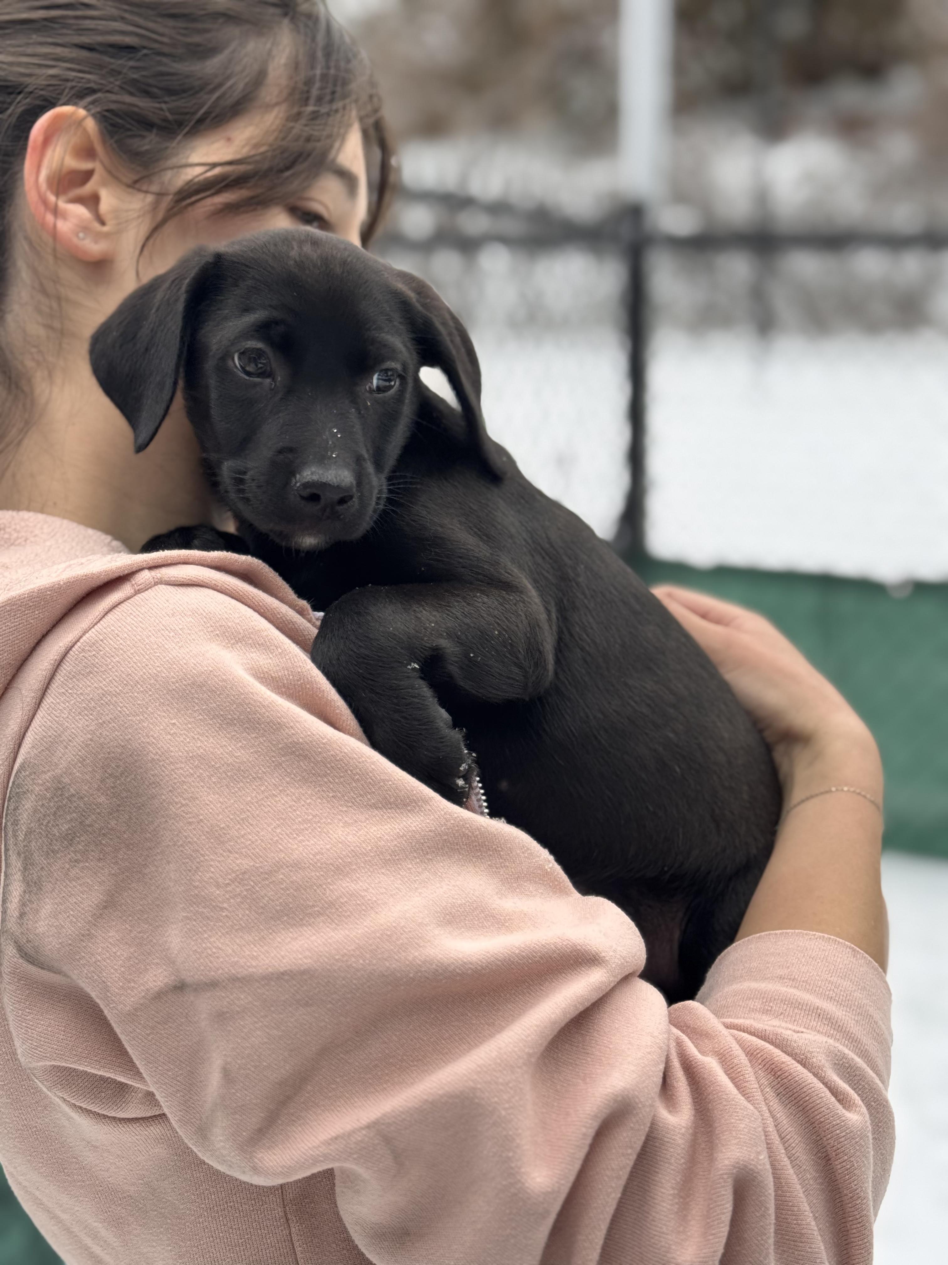 Enlarge Beyonce and Bonnie, a ADOPTABLE mixed breed in Sudbury, MA image 3/6