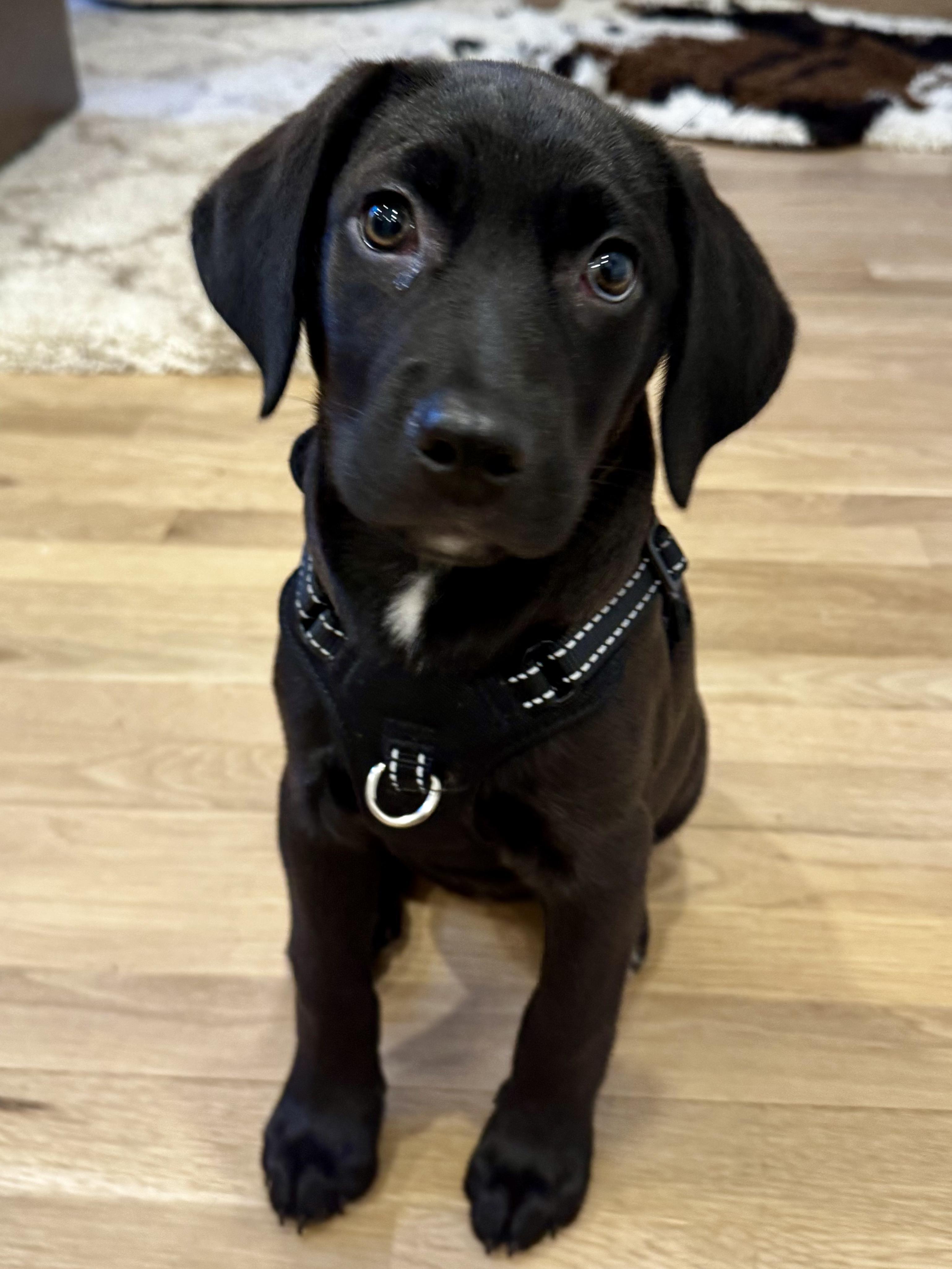Bonnie, adopted, Puppy Female Black Labrador Retriever.