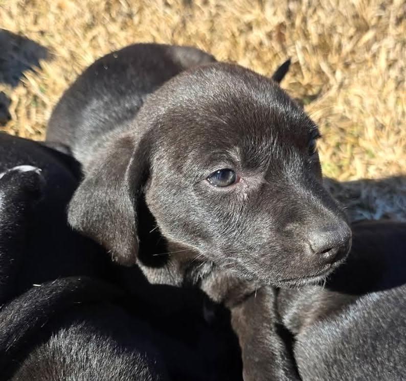 Enlarge Beyonce and Bonnie, a ADOPTABLE mixed breed in Sudbury, MA image 4/6