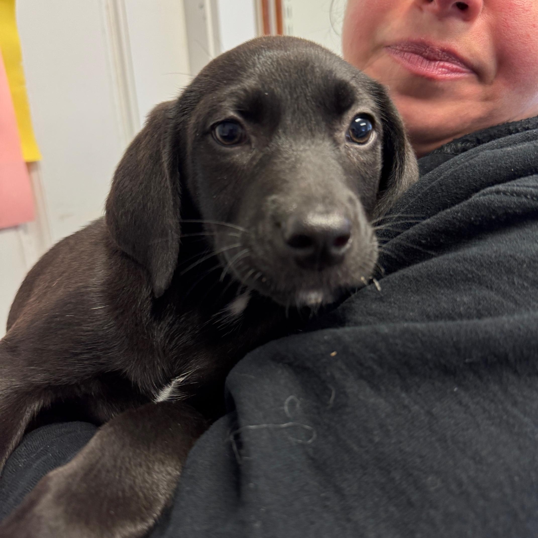 Enlarge Beyonce and Bonnie, a ADOPTABLE mixed breed in Sudbury, MA image 1/6