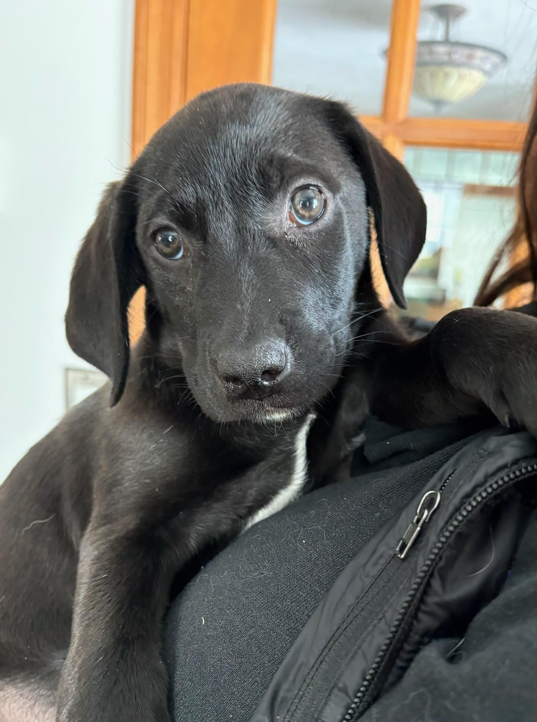 Enlarge Beyonce and Bonnie, a ADOPTABLE mixed breed in Sudbury, MA image 5/6