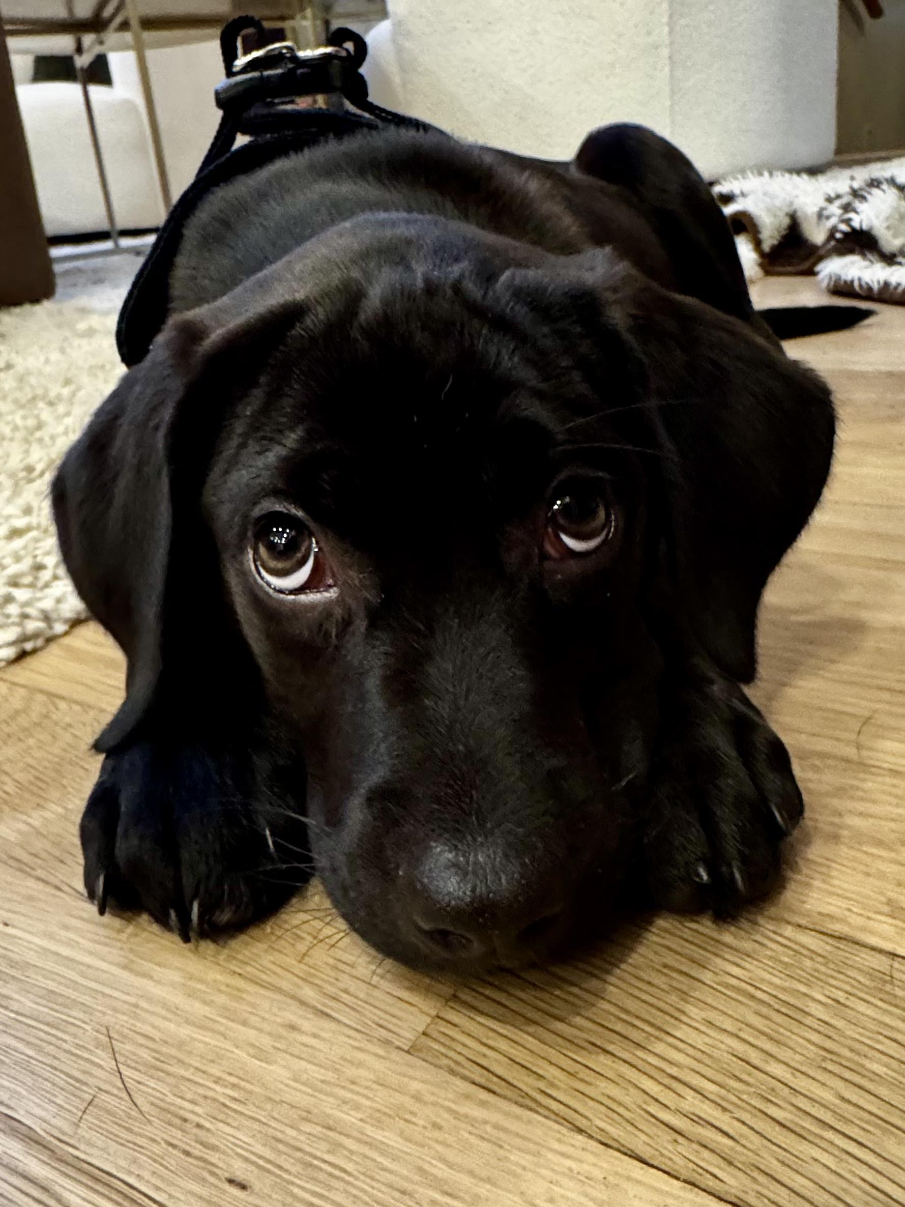 Enlarge Bonnie, an adopted mixed breed in Sudbury, MA image 6/6