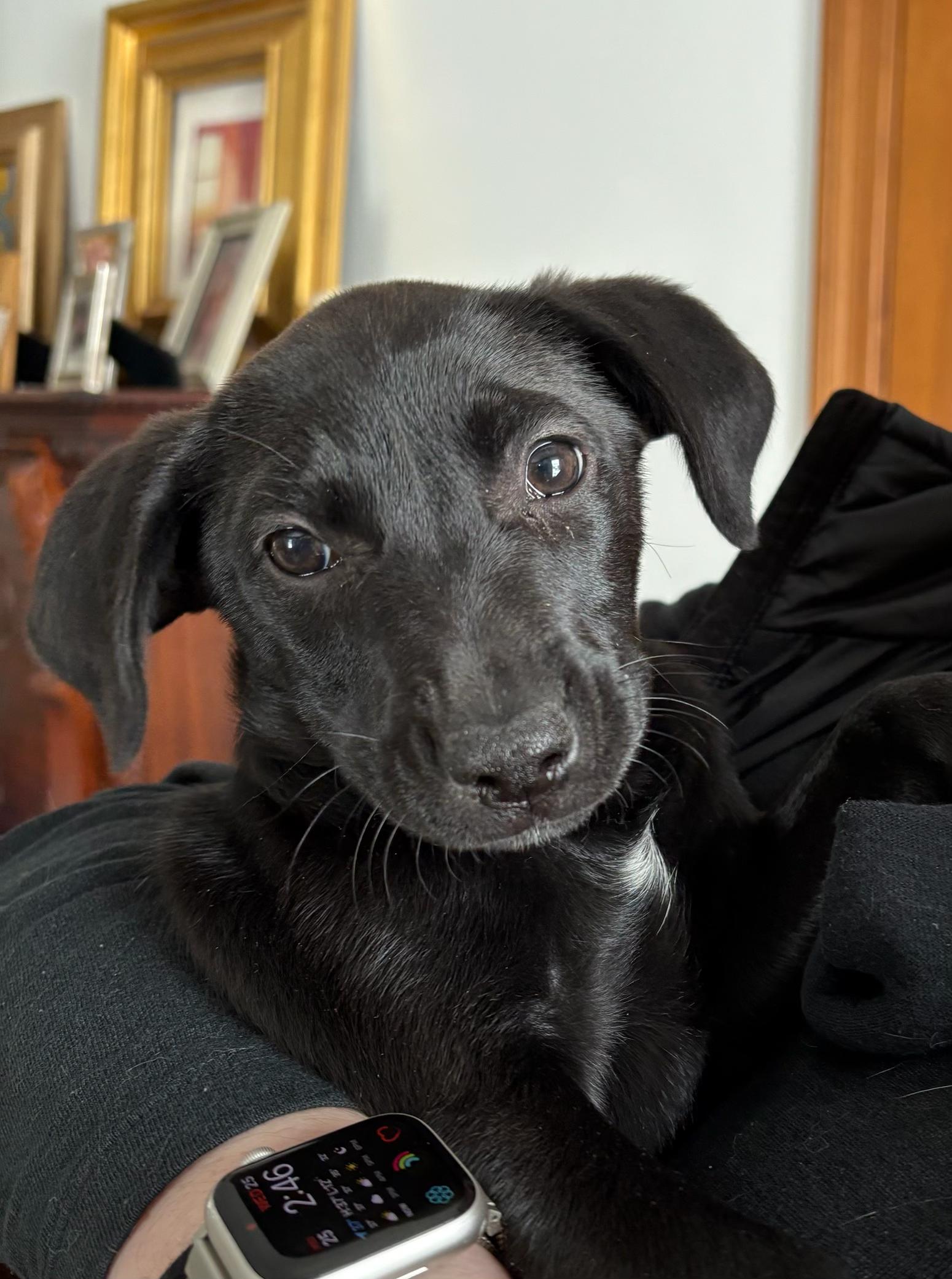 Enlarge Beyonce and Bonnie, a ADOPTABLE mixed breed in Sudbury, MA image 6/6