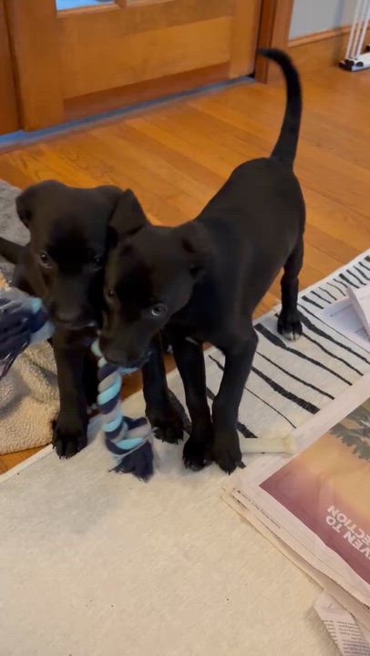 Enlarge Bonnie, an adopted mixed breed in Sudbury, MA video 5/6