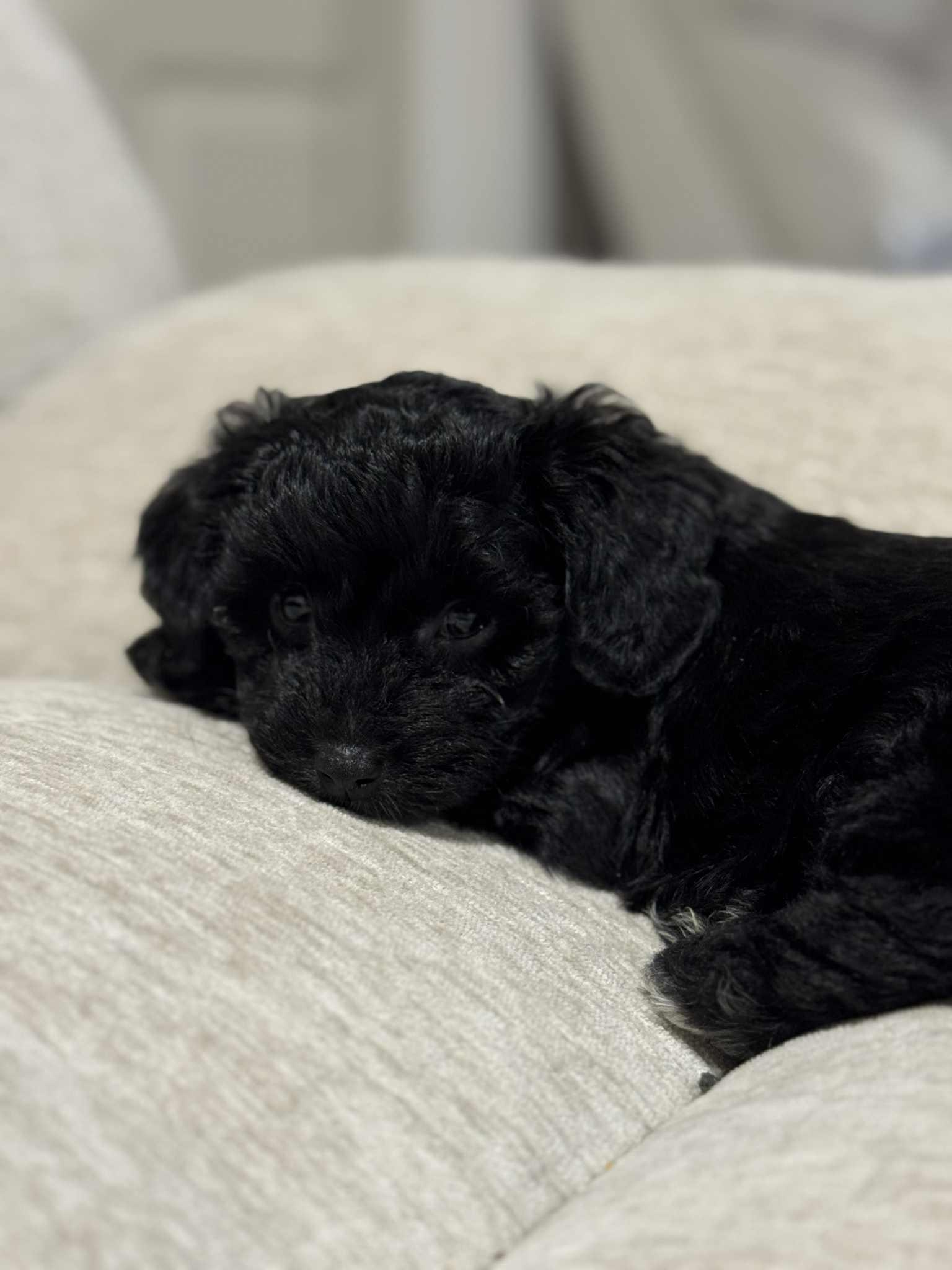 Nutmeg , Adoptable, Puppy Female Australian Shepherd & Poodle.