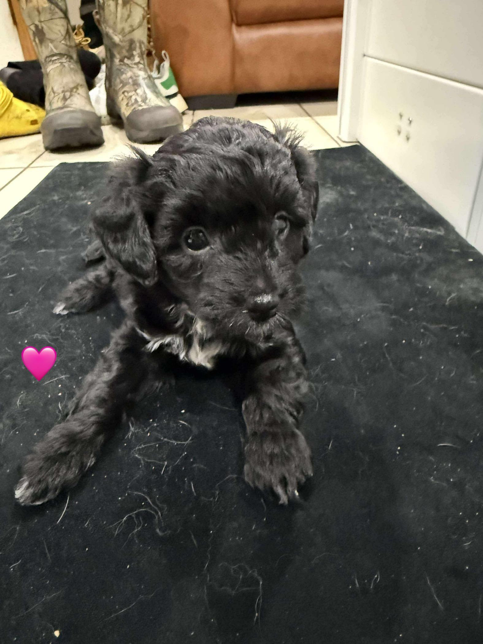 Nutmeg , an adoption pending mixed breed in Buffalo, NY image 2/6