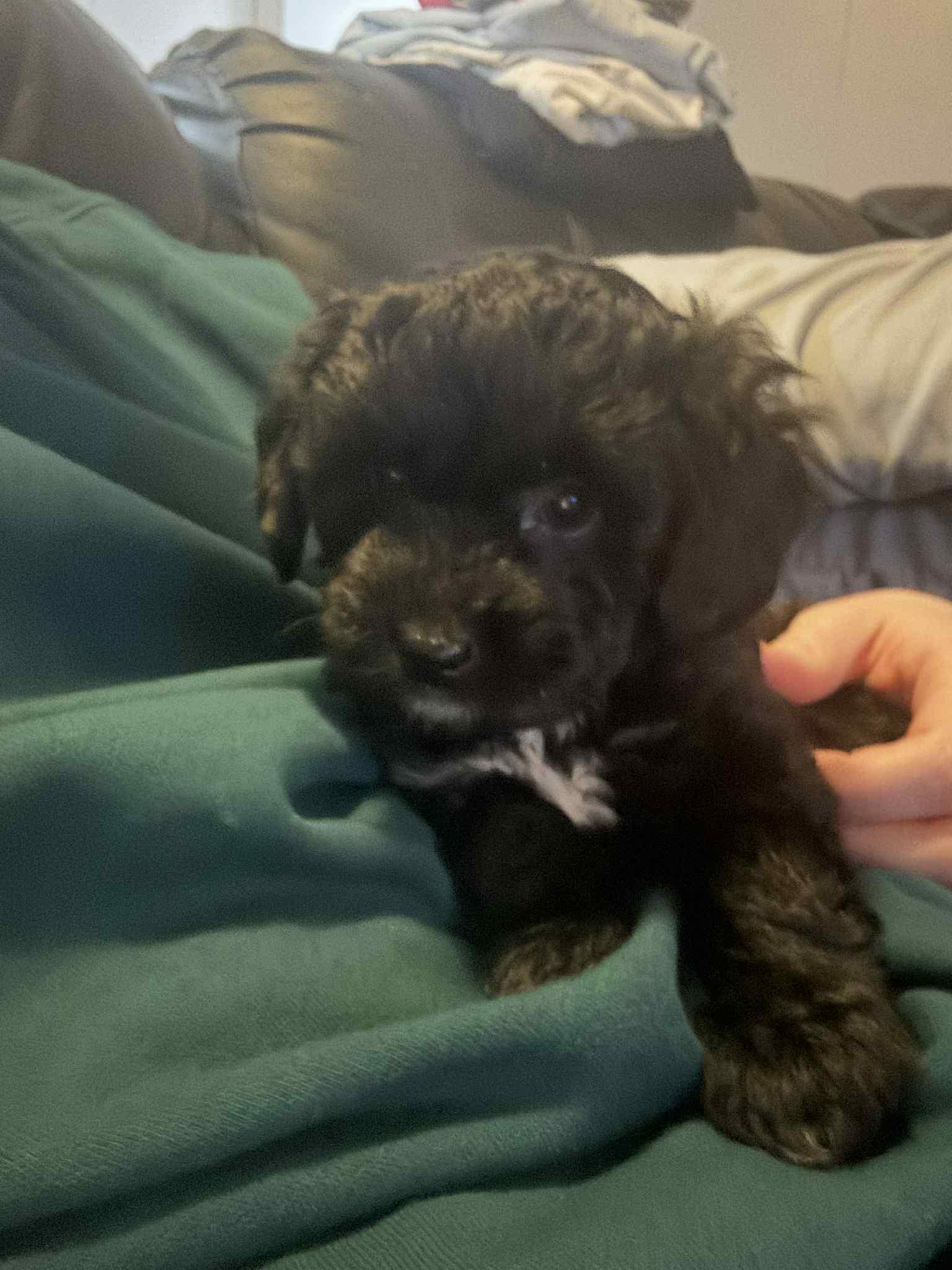 Nutmeg , an adoption pending mixed breed in Buffalo, NY image 3/6