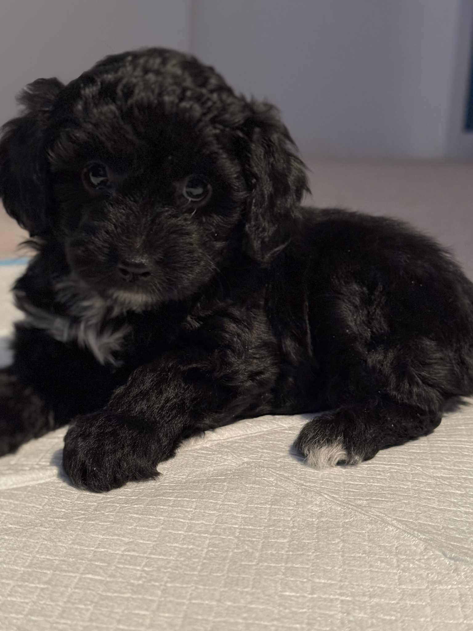 Nutmeg , an adoption pending mixed breed in Buffalo, NY image 4/6