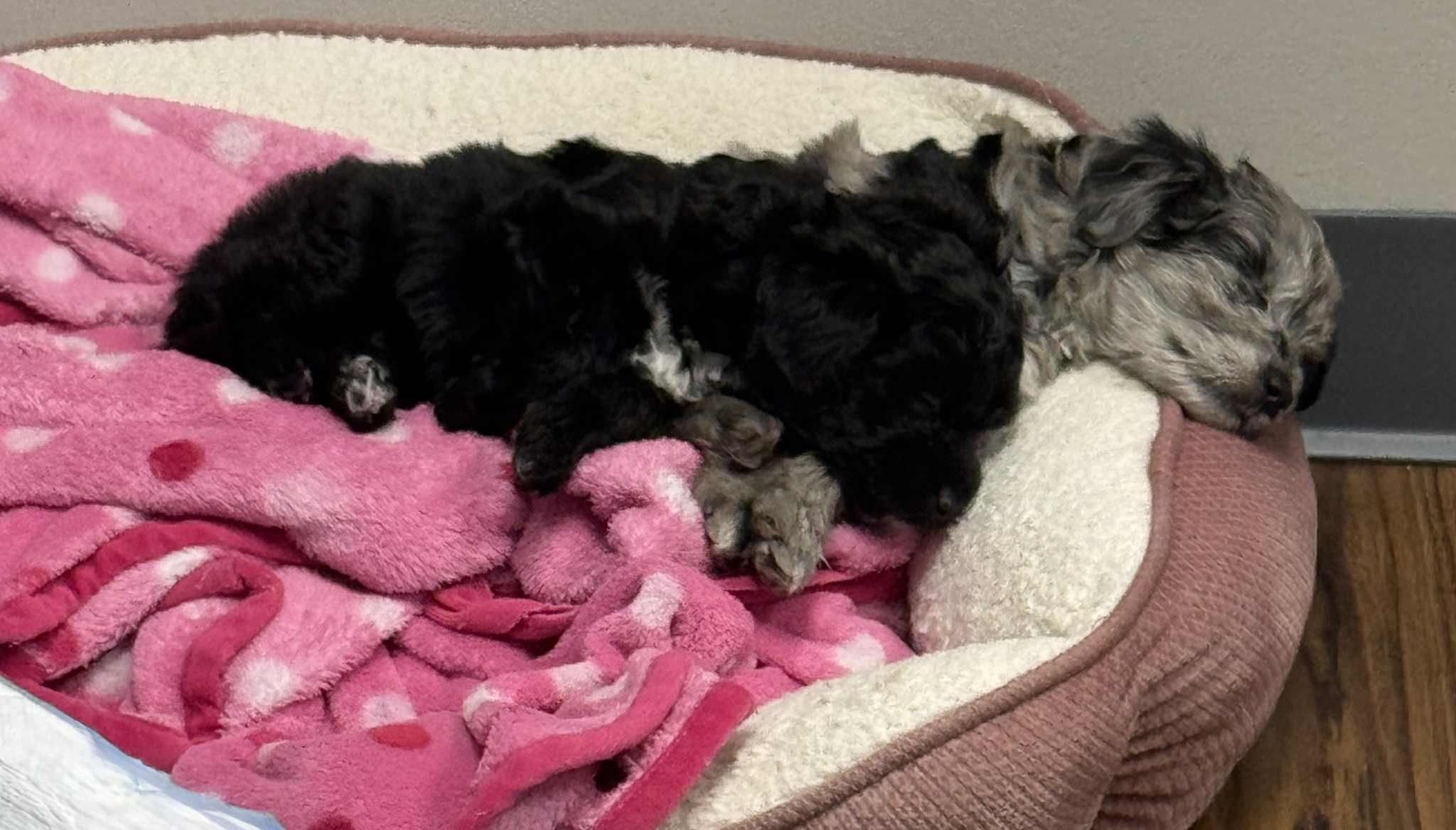 Nutmeg , an adoption pending mixed breed in Buffalo, NY image 5/6