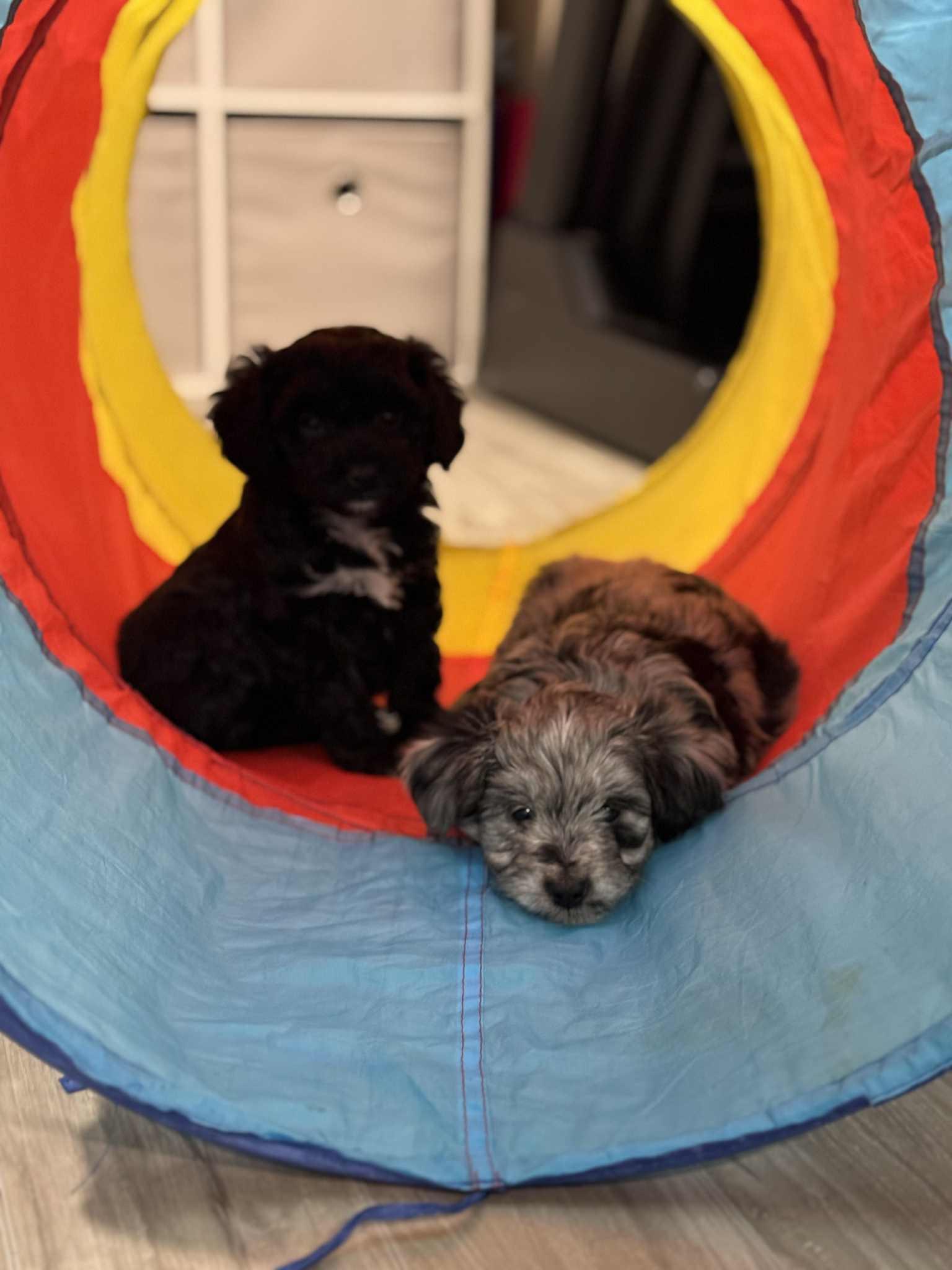 Nutmeg , an adoption pending mixed breed in Buffalo, NY image 6/6