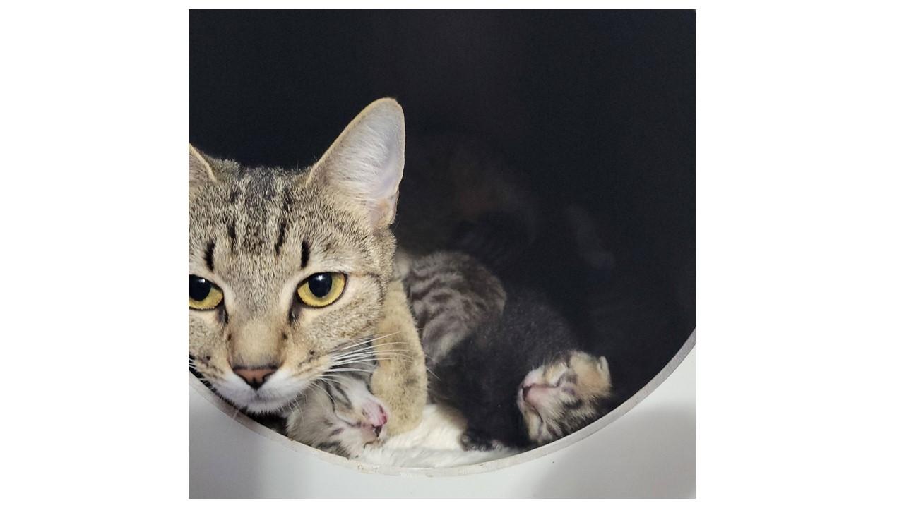 Lacy, ADOPTABLE, Young Female Domestic Short Hair.