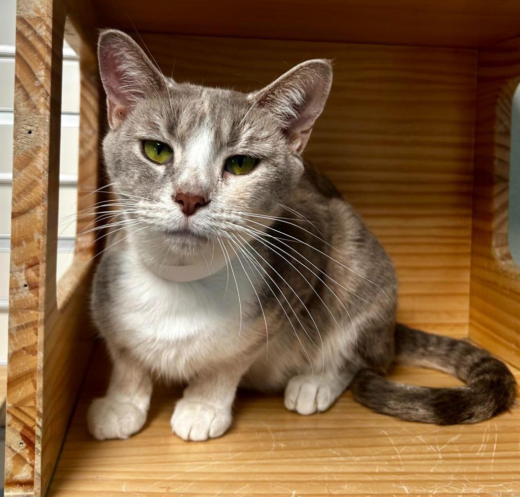 Chanel, ADOPTABLE, Adult Female Domestic Short Hair.