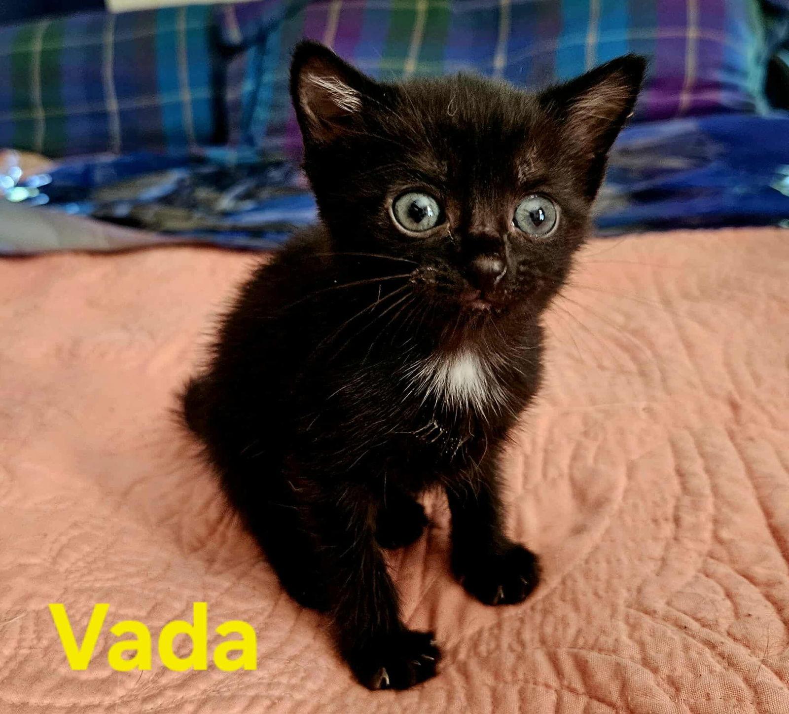 Vada - Not at shelter, Adoptable, Young Female Domestic Short Hair.